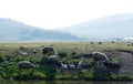 Mother sheep with her lambs near the water Royalty Free Stock Photo