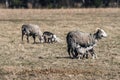 Mother sheep Royalty Free Stock Photo