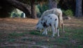 A mother sheep with her little lambs in the Sardinian countryside Royalty Free Stock Photo