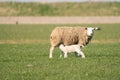 Mother sheep and her twin lambs drinking milk from the ewe. On a spring morning