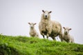 Mother sheep and her twin lambs Royalty Free Stock Photo