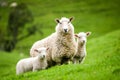 Mother sheep and her twin lambs Royalty Free Stock Photo