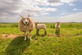 Mother sheep with her two lambs on a dike Royalty Free Stock Photo