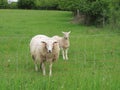 Mother sheep and lamb Royalty Free Stock Photo