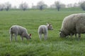 Mother Sheep And Lambs Around Abcoude The Netherlands 2019 Royalty Free Stock Photo