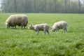 Mother Sheep And Lambs Around Abcoude The Netherlands 2019 Royalty Free Stock Photo