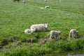 Mother Sheep And Lambs Around Abcoude The Netherlands 2019 Royalty Free Stock Photo