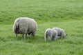 Mother Sheep And Lambs Around Abcoude The Netherlands 2019 Royalty Free Stock Photo