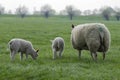 Mother Sheep And Lambs Around Abcoude The Netherlands 2019 Royalty Free Stock Photo