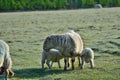 Mother sheep with lambs in a field