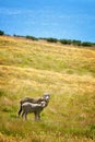 Mother sheep and lambs grazing in a field near lake Tekapo New Zealand Royalty Free Stock Photo