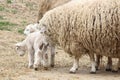 Mother Sheep with Lambs Royalty Free Stock Photo