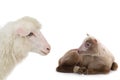 Mother sheep and little sheep isolated on white background Royalty Free Stock Photo