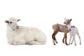 Mother sheep and little sheep isolated on white Royalty Free Stock Photo