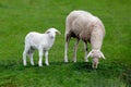 Mother sheep and little lamb grazing Royalty Free Stock Photo