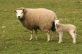 Mother sheep and little lamb looking at you Royalty Free Stock Photo