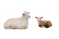 Mother sheep and little sheep isolated on white Royalty Free Stock Photo