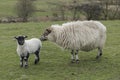 Mother sheep looks after her lamb