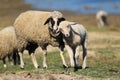 Mother Sheep love her little  lamb on the meadow Royalty Free Stock Photo