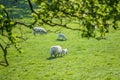 Mother sheep with new borm lamb passing speing green field. Copy Royalty Free Stock Photo