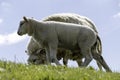 Mother sheep and offspring Royalty Free Stock Photo