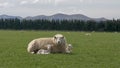 Mother sheep rests with her two young lambs on a farm Royalty Free Stock Photo