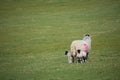 Mother sheep standing in a field with two lambs