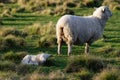 A mother sheep is standing and her lamb is lying down Royalty Free Stock Photo