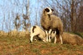 Mother sheep standing on warm sun and feeding her baby lamb Royalty Free Stock Photo