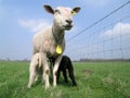 Mother sheep suckling a black and a white lamb Royalty Free Stock Photo