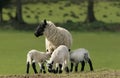 Mother Sheep and Triplets Royalty Free Stock Photo