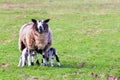 Sheep with suckling newborn lambs in meadow