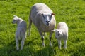Mother sheep and two lambs in the green meadow Royalty Free Stock Photo