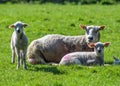 Mother sheep whit her two lambs Royalty Free Stock Photo