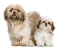 Mother Shih Tzu and her puppy