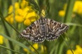 Mother shipton moth (Calistege mi) Royalty Free Stock Photo