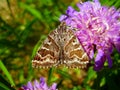 Mother Shipton Moth Royalty Free Stock Photo