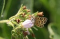 A Mother Shipton Moth, Callistege mi, nectaring from a Comfrey flower in a meadow in the UK.