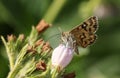 A Mother Shipton Moth, Callistege mi, nectaring from a Comfrey flower in spring. Royalty Free Stock Photo