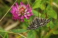 Mother shipton moth Royalty Free Stock Photo