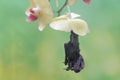 A mother short nosed fruit bat is resting while holding her baby in a wild orchid flower arrangement. Royalty Free Stock Photo