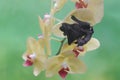 A mother short nosed fruit bat is resting while holding her baby in a wild orchid flower arrangement. Royalty Free Stock Photo