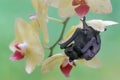 A mother short nosed fruit bat is resting while holding her baby in a wild orchid flower arrangement. Royalty Free Stock Photo