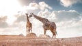 Mother Showing Affection to Baby Masai Giraffe Royalty Free Stock Photo