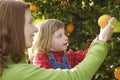 Mother showing daughter orange tree harvest