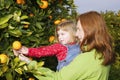 Mother showing daughter orange tree harvest