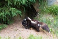 Mother skunk carrying newborn Royalty Free Stock Photo