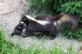 Mother skunk and newborn Royalty Free Stock Photo