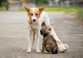 Mother slag dog feeding her puppies on street, homeless dog living on road