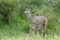 Mother and a small baby Greater Kudu Royalty Free Stock Photo